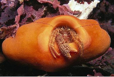 好莱坞环球影城开始销售超级任天堂世界周边 主题公园已开始建设