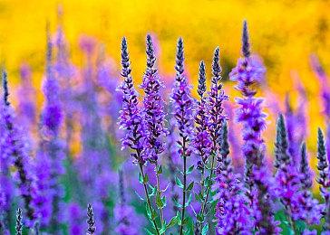 索尼与土耳其工作室合作开发新动作游戏 基于突厥神话