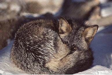 《勇者斗恶龙宝藏》宝物迷宫情报公开 12月9日登陆NS